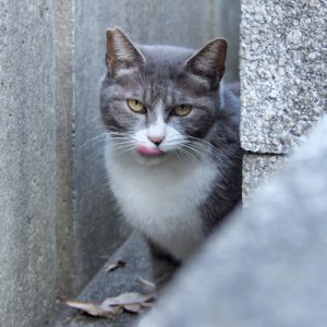 レックス ぺろん再び