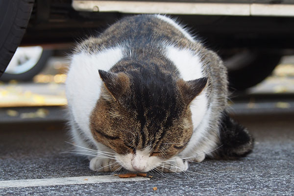 レオ太　ちゅ～るの後のカリカリ