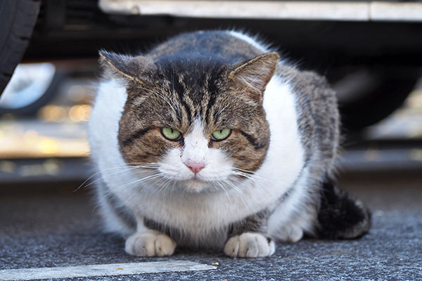 レオ太　まっすぐ見る