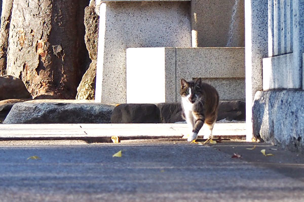 雫　来る