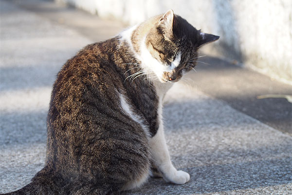 雫　居てもいいのにゃ