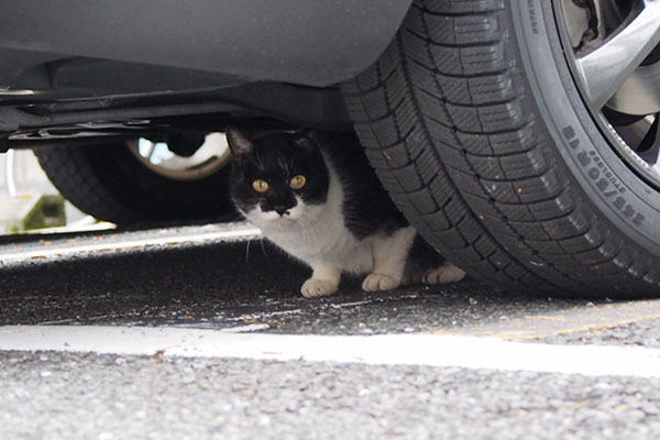 コテ　車の下かわいい顔