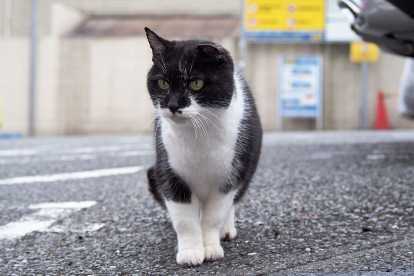 コテ　近くへ