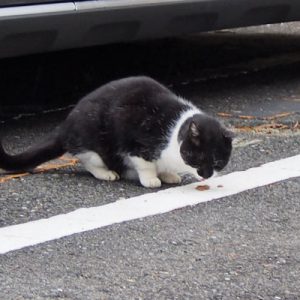 cote eating treats