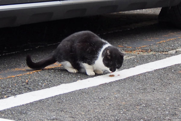 cote eating treats