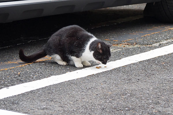 コテ　食べる