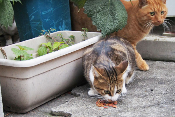 ネオン　すぐ食べる