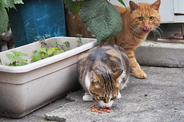 トト　食べてないのにぺろん