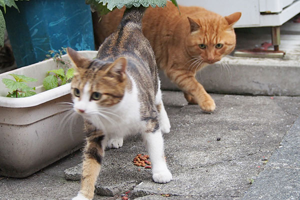 トト　ネオンのお残しにロックオン