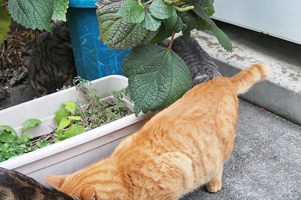 トトの向こう側　仔猫