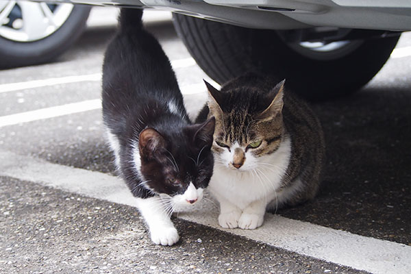 さくらとマスク