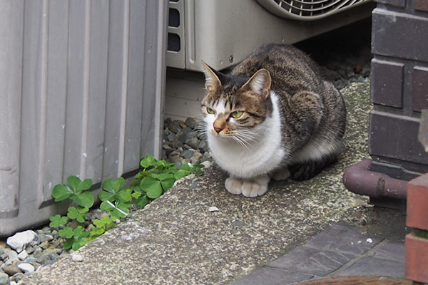 kochan sit and look her mother