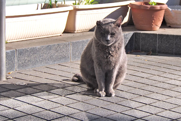 ロシグレ　お座り　まっすぐ