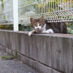 neon under the fence