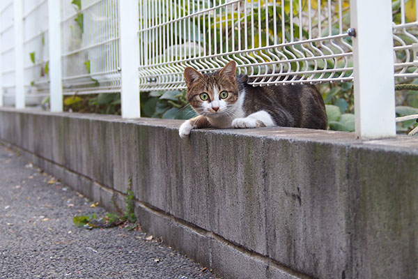 neon under the fence