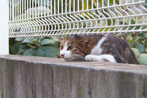 ネオン　シュッ