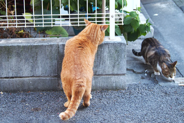 トトは立ち食い