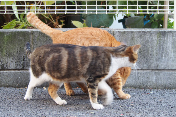 トトから離れないネオン