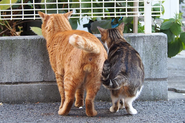 トトとネオン　並んでお尻