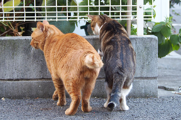 トトとネオン　並んでお尻２