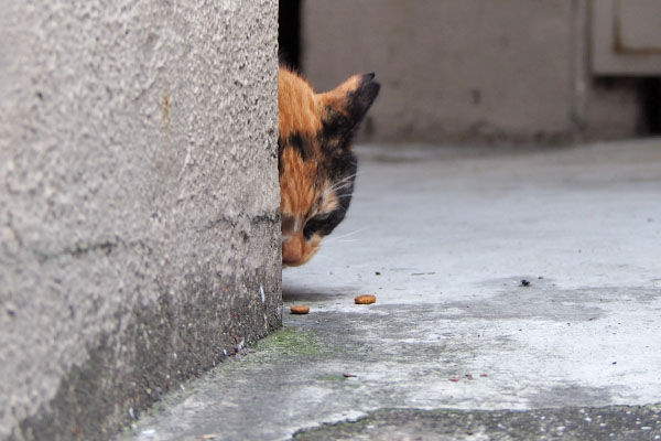 リコ　隠れてカリカリ食べる