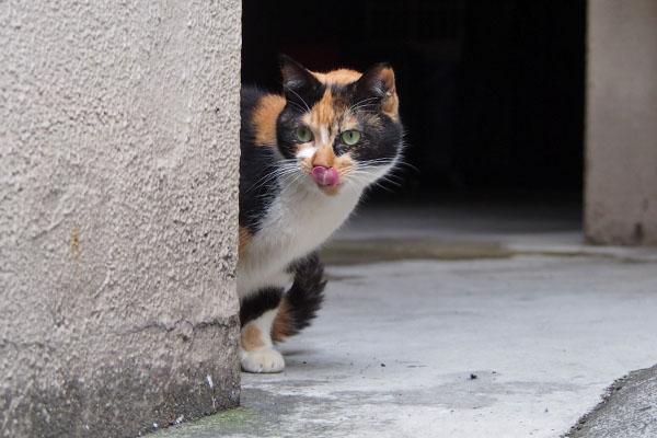 リコ　食べ終わってぺろ