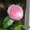 flower pink camellia