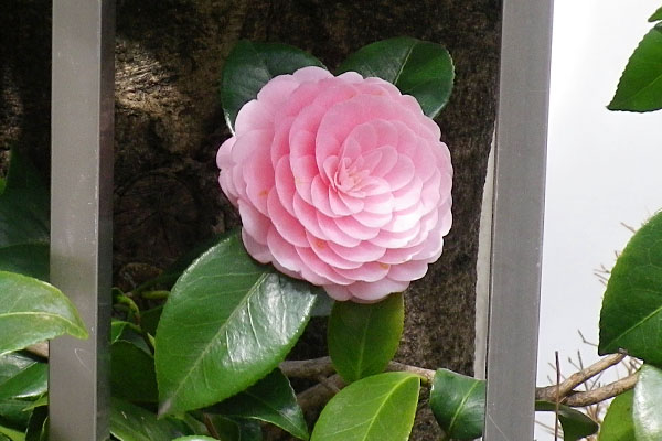 flower pink camellia