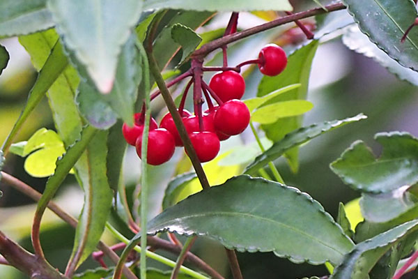 flower red seeds