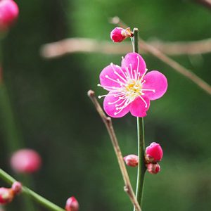 flower pink ume