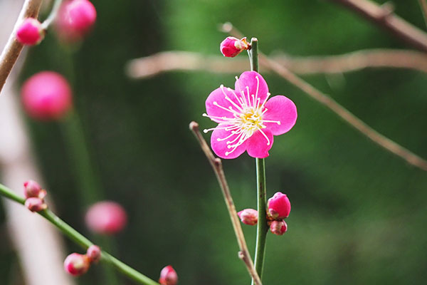 flower pink ume