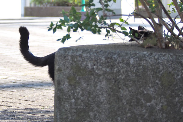 モノ太　しっぽと頭