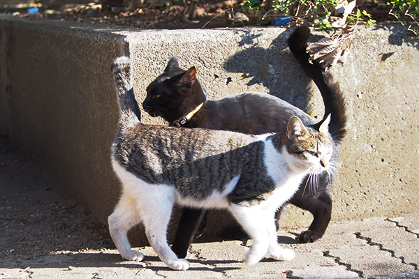 コーちゃんモノ太と交互に