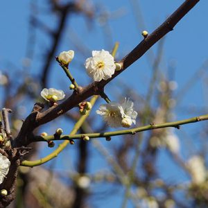 sakura and blue sky