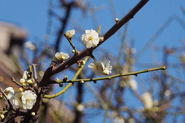 sakura and blue sky