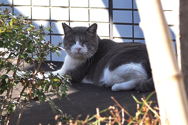 ダル太　横になってた