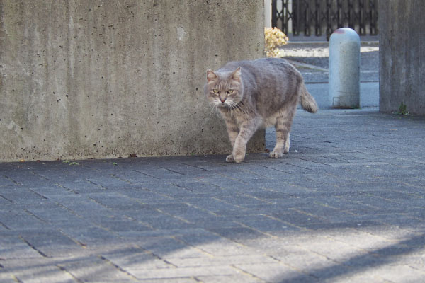 グリ　やって来た