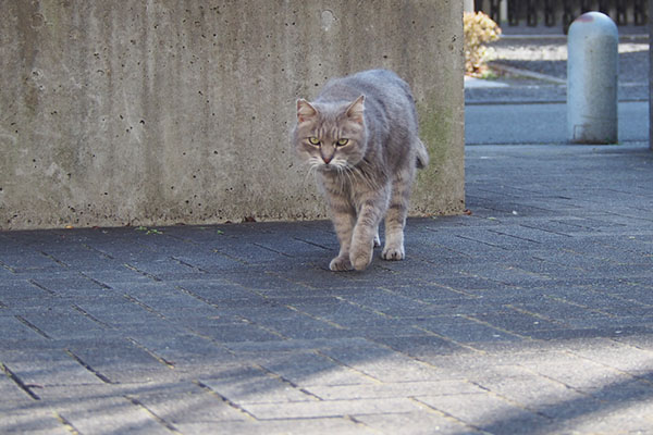 グリ　やって来た２