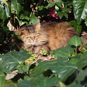 merenge sunbathing