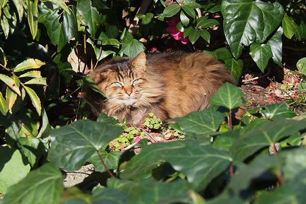 merenge sunbathing