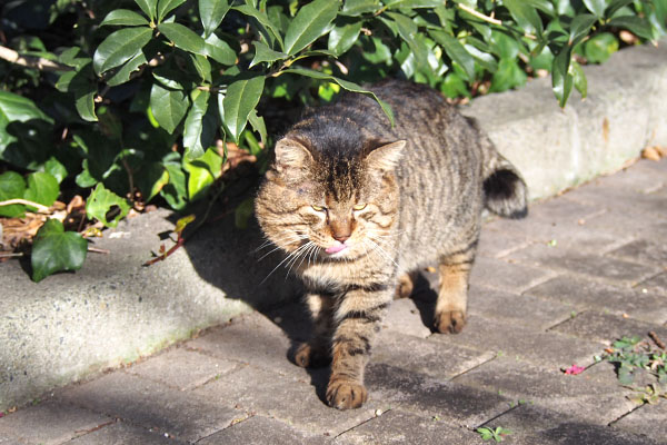 トッキー　お代わり欲しい