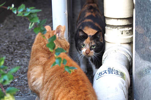 リコも来た　カブ背中