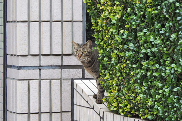 シマヲ　垣根から