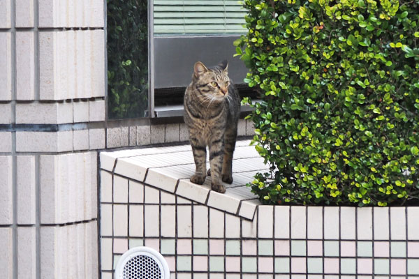 シマヲ　垣根から観察