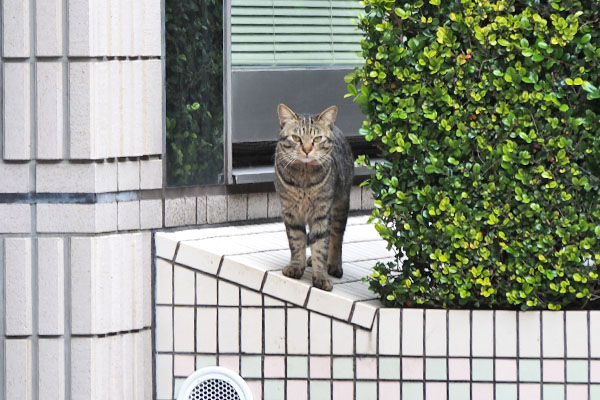 シマヲ　垣根からこっち見る