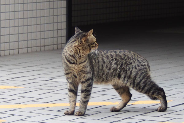 シマヲ　下りて振り返る