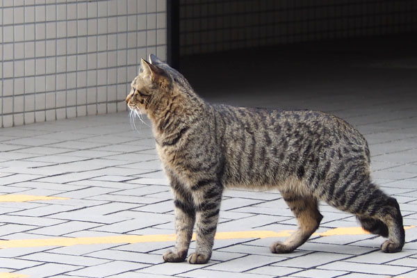 シマヲ　下りて前を見る