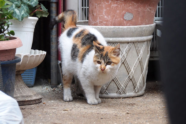 シロミ　出て来た