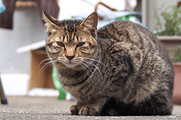 こい太　スリスリもお膝も大好き