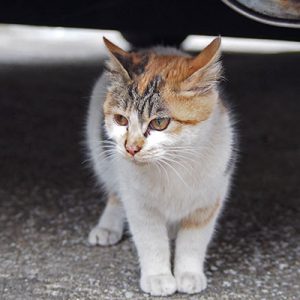 シロミ 車の下に避難